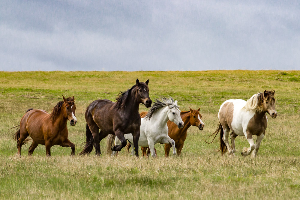 horseback-riding-wagon-dinner-show-near-mt-rushmore-greener-pastures